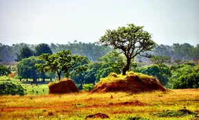 images (6)